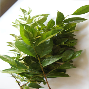 Atama Leaf